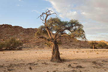 tree in a dry riverbed near the Swakop River, Namibia