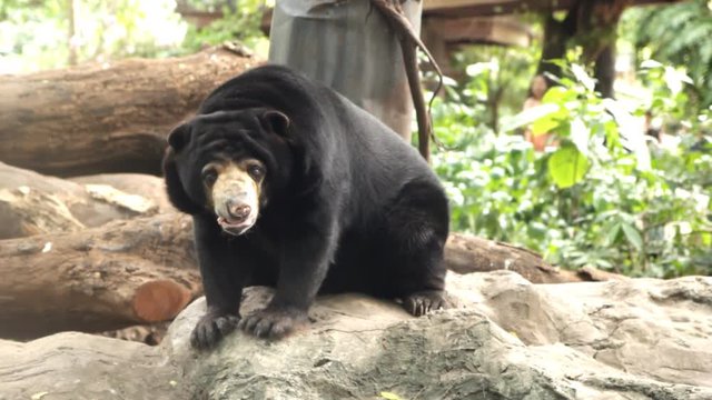 A malayan sun bear