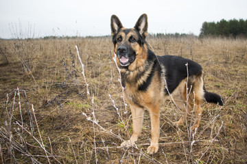 German shepherd dog in beautiful spring day