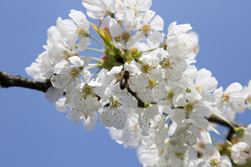 Springtime is bee worktime