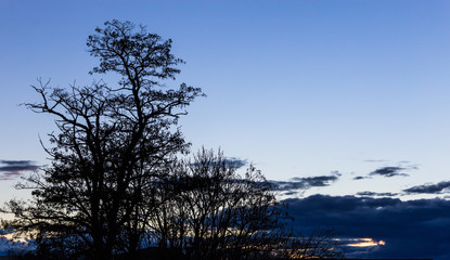 silueta del árbol al anochecer

