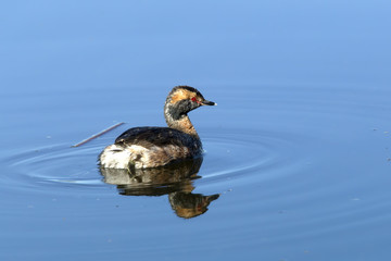 Horned Grebe in summer plummage.