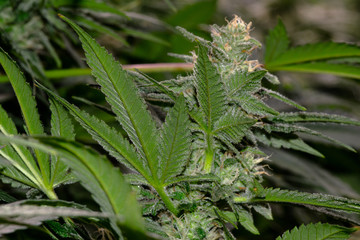 Cannabis Plant