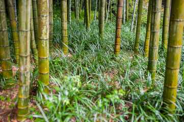 Obraz premium Green bamboo tree trunks in grass