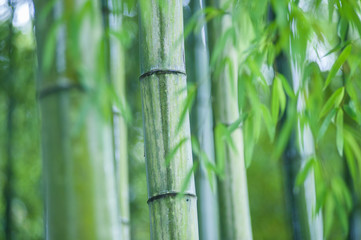 Fototapeta na wymiar Green bamboo tree trunks in grass