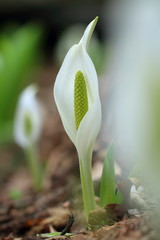 峠山の水芭蕉