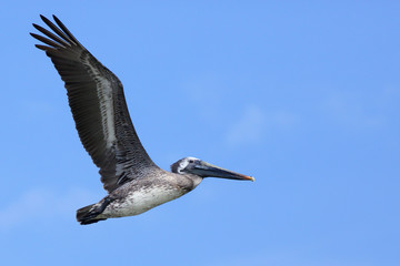 Pelican flying above