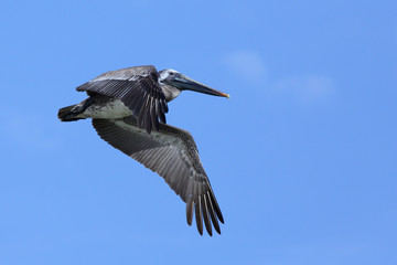 Pelicann flying with a blue sky