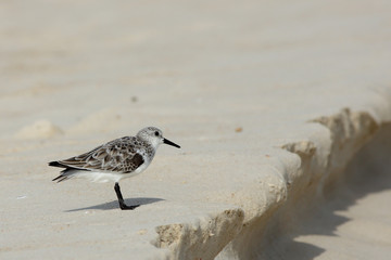Sanderling standing on the beach