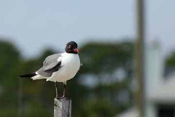 Laughing Gull on post