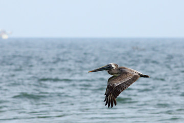 Pelican flying over the ocean