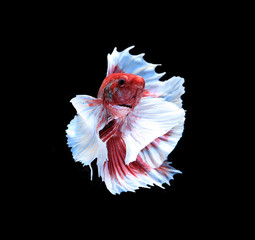 Red and blue siamese fighting fish, betta fish isolated on black