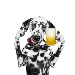 dog drinks beer and greeting somebody