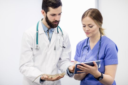 Vet examining a lizard with digital tablet