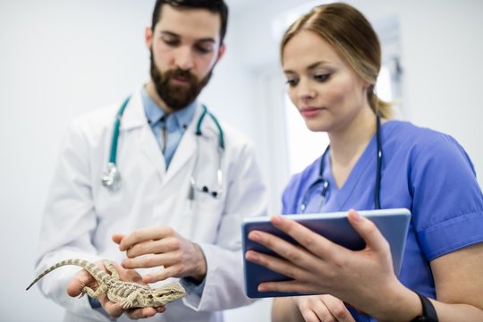Vet examining a lizard with digital tablet