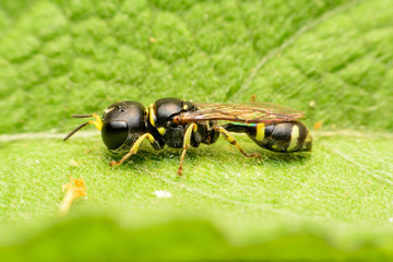  Wasp in colorful summer leaves 