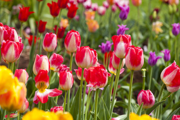 Beautiful bouquet of tulips