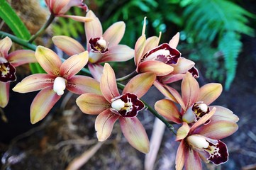 Orange and maroon orchid bloom Dendrobium