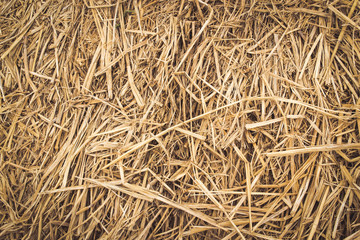 straw from rice a background