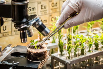 Chemical laboratory exploring new methods of plant breeding - obrazy, fototapety, plakaty