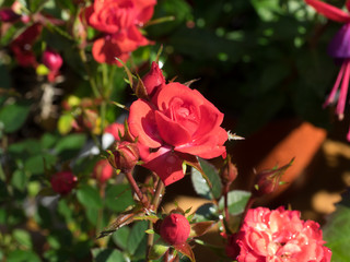 Mini red roses,