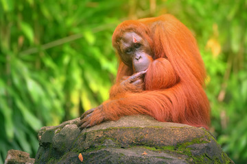 Adult orangutan sitting with jungle as a background