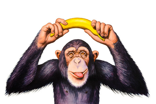 Chimpanzee holding banana hands over his head. Watercolor illustration.