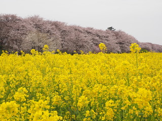 cherry blossoms & rape blossoms