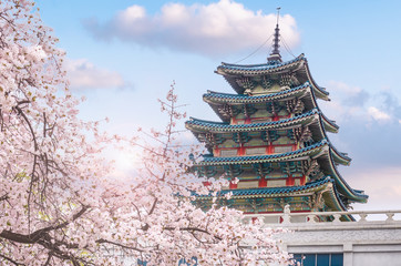 cherry blossom in spring of Gyeongbokgung Palace in seoul,korea.
