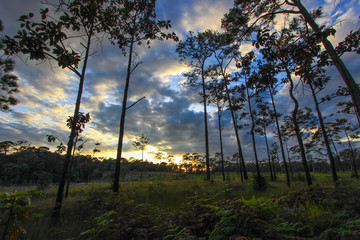 Panoramic scene of trees with sunset background