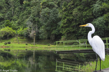 Laguna de Los Cedros: Garza contemplando la Laguna de Los Cedros