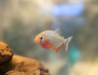 Piranha