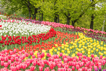 Цветение тюльпанов
