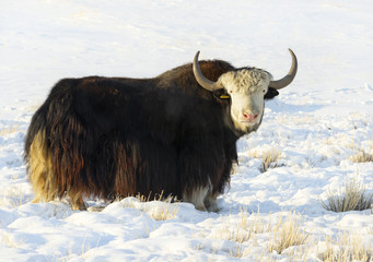 Yak