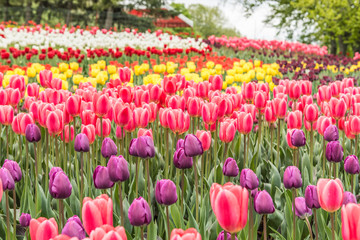 Цветение тюльпанов