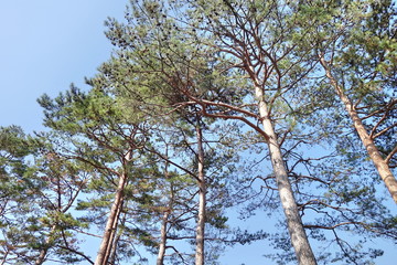 pine tree