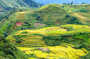 Terraced rice paddy in Lao Cai highland province of Vietnam.