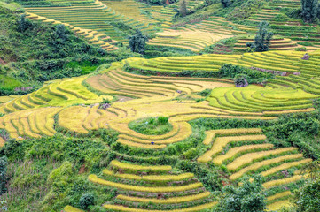 Terraced rice paddy in Lao Cai highland province of Vietnam.