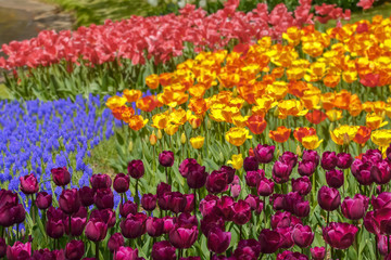 美しいチューリップの花