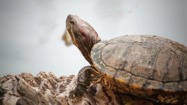 turtle sicence names, Red-eared slider or "Trachemys scripta elegans" panning shot in HD