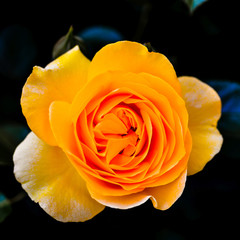 Julia Child, A Floribunda Rose