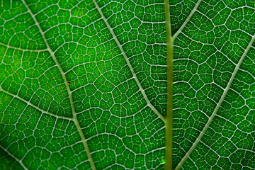Texture of green leaf and veins