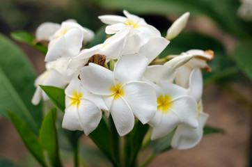 Fototapeta na wymiar White Plumeria flower (science name Plumerieae, P. rubra)