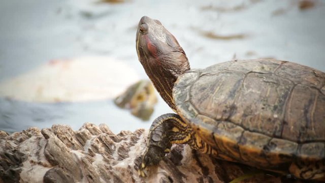 turtle sicence names, Red-eared slider or "Trachemys scripta elegans" panning shot in HD