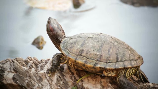 turtle, Red-eared slider or "Trachemys scripta elegans" sunbathe on rock in pond, HD