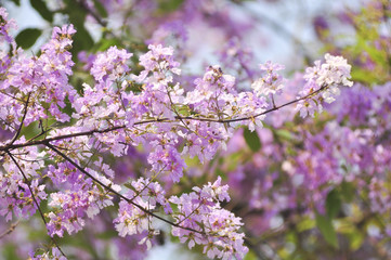 Lagerstroemia