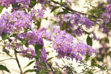 Obraz premium Lagerstroemia