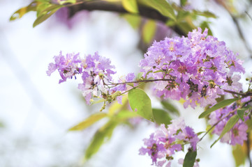 Lagerstroemia