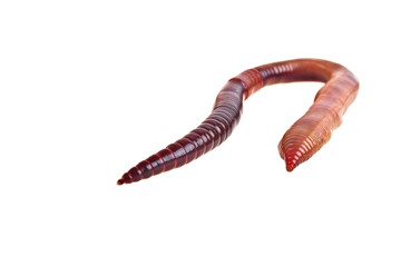 Earth worm isolated on white background