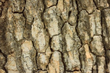 Tree bark of background